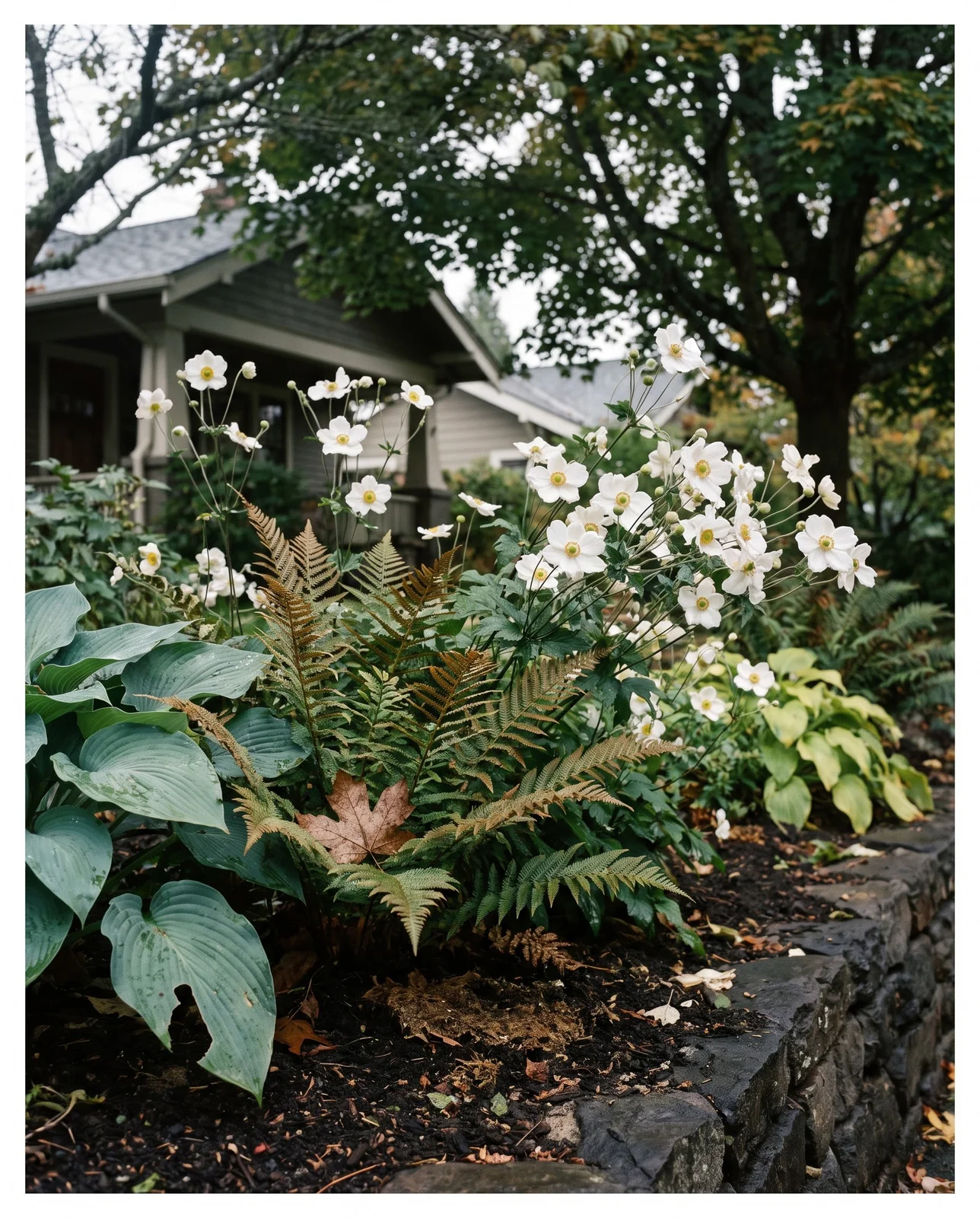 Shaded side yard flower bed with white Japanese anemones and ferns.