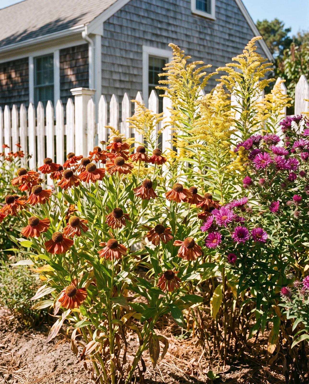Sun-drenched autumn garden border with helenium, goldenrod, and purple asters.