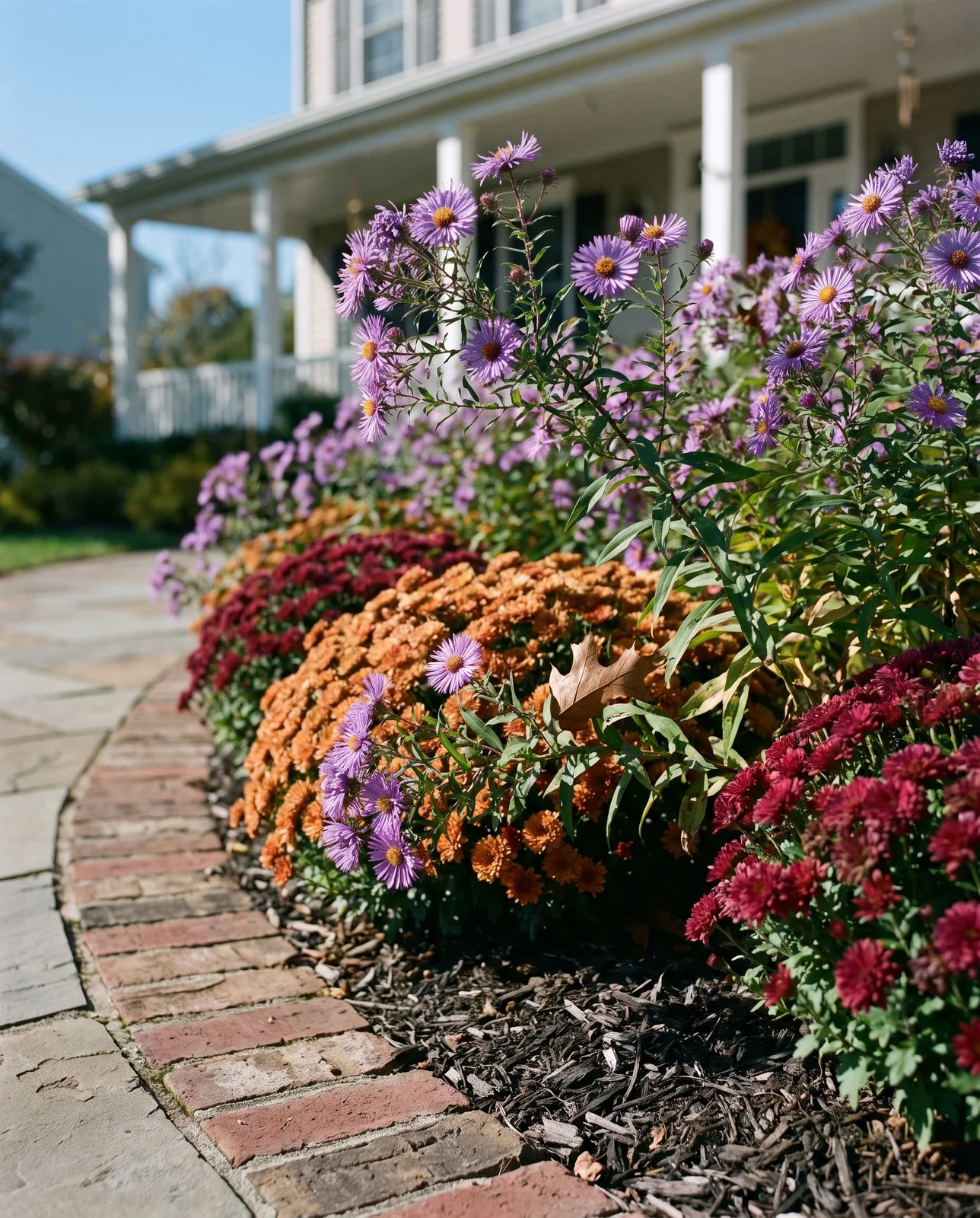 Curved front walkway flower bed with purple asters and bronze mums.