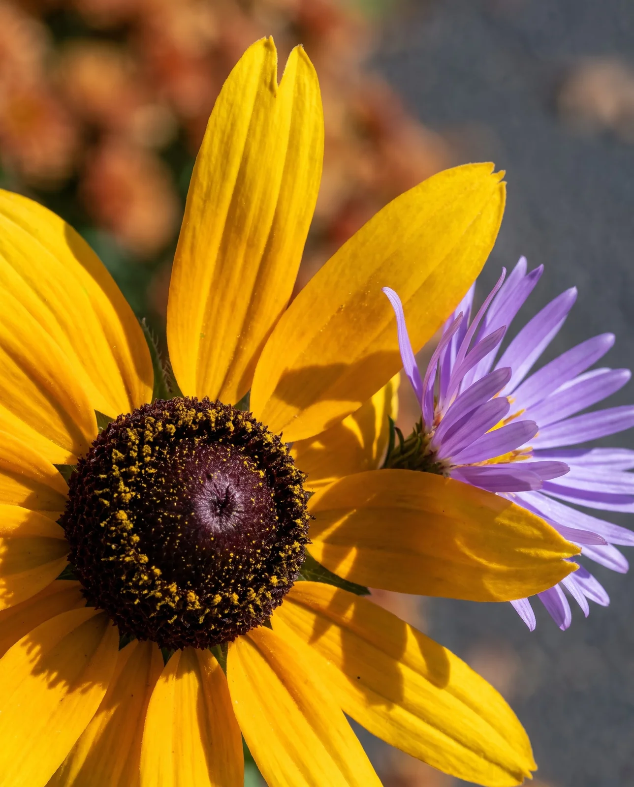 Close-up of black-eyed Susan and purple aster flowers in autumn.