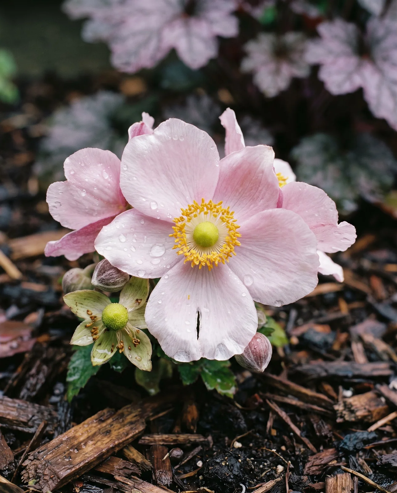Raindrops on pink Japanese anemone flower in a shade bed.
