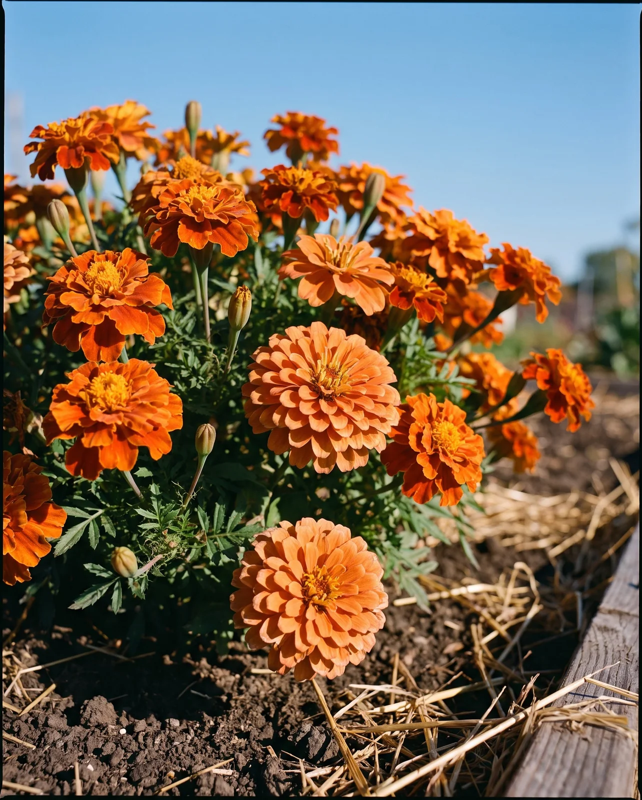 Burnt orange marigolds and zinnias in sunny community garden plot