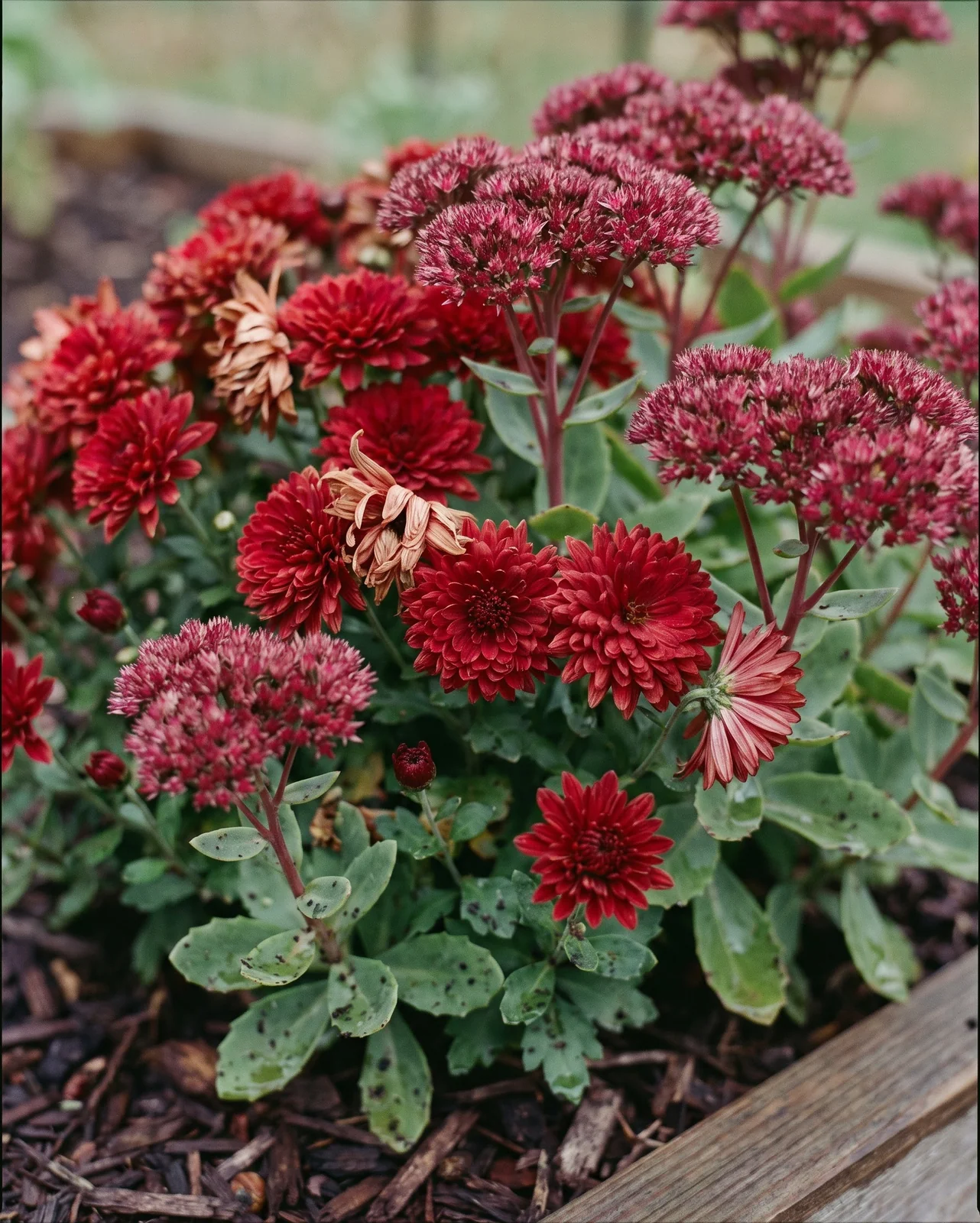 Cluster of deep red chrysanthemums and burgundy sedum in garden bed