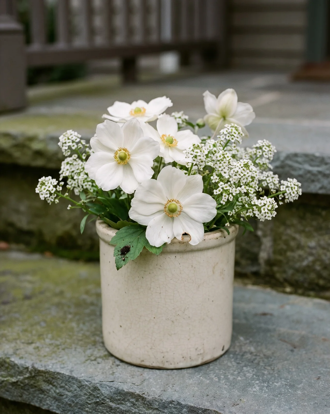 White Japanese anemones and sweet alyssum in ceramic porch pot