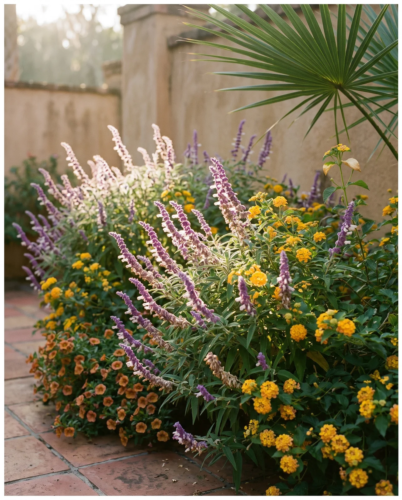 Lush Mexican bush sage and lantana blooming in warm-zone courtyard
