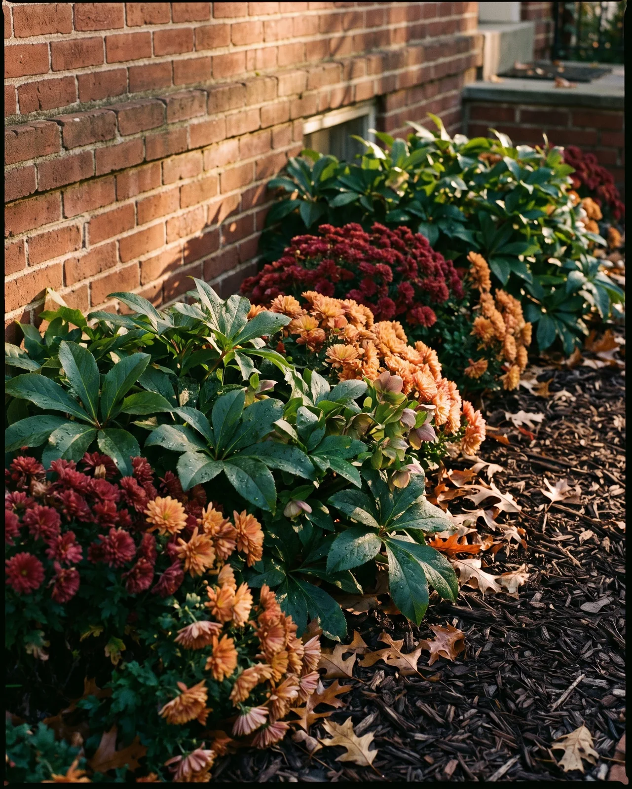 Autumn front garden bed with hellebores and chrysanthemums against brick wall