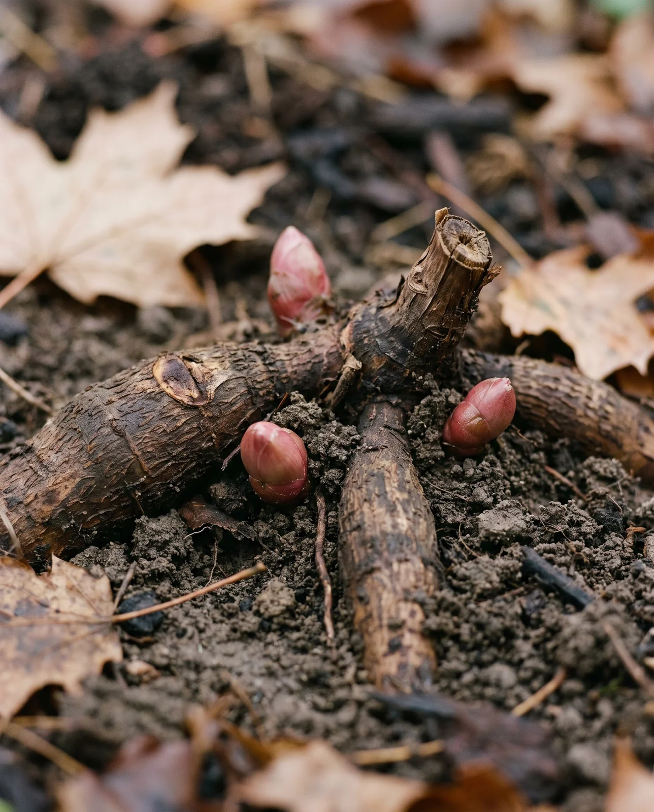Dormant peony root crown with pink buds set at soil level