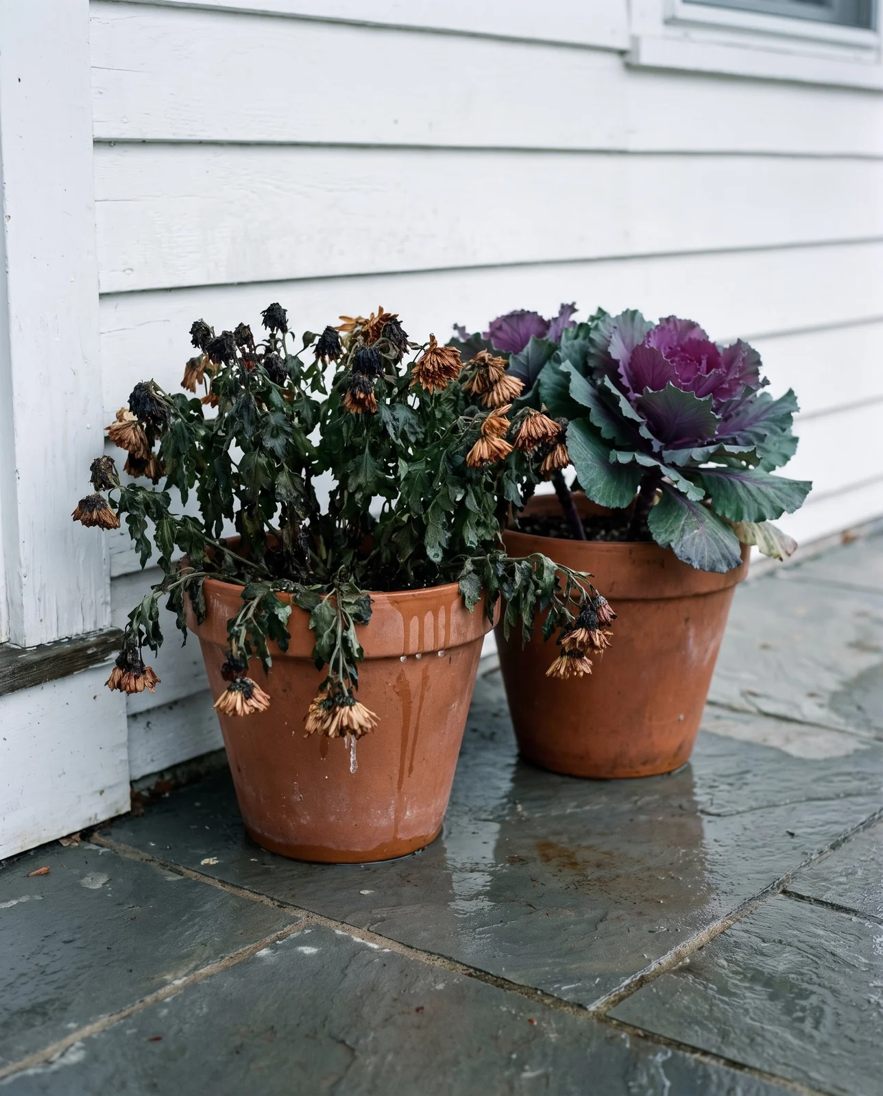Blackened freeze-damaged mums beside undamaged kale on wet porch