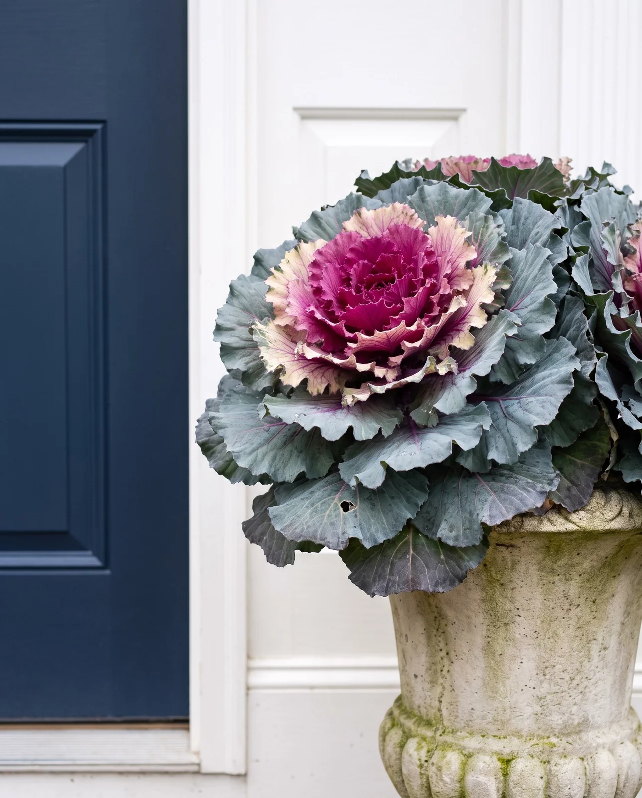 Ornamental kale with purple center in stone urn by front door