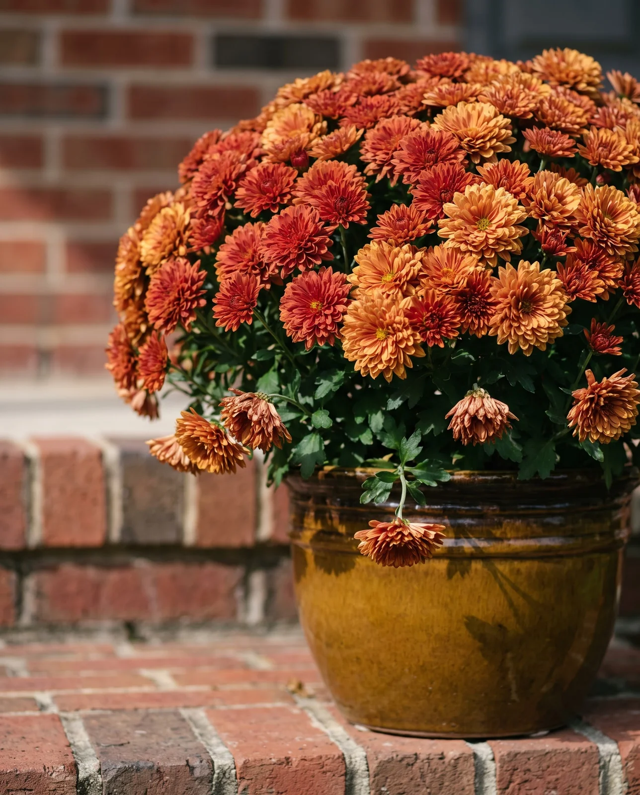 Bronze chrysanthemum flowering in glazed ceramic pot on brick step