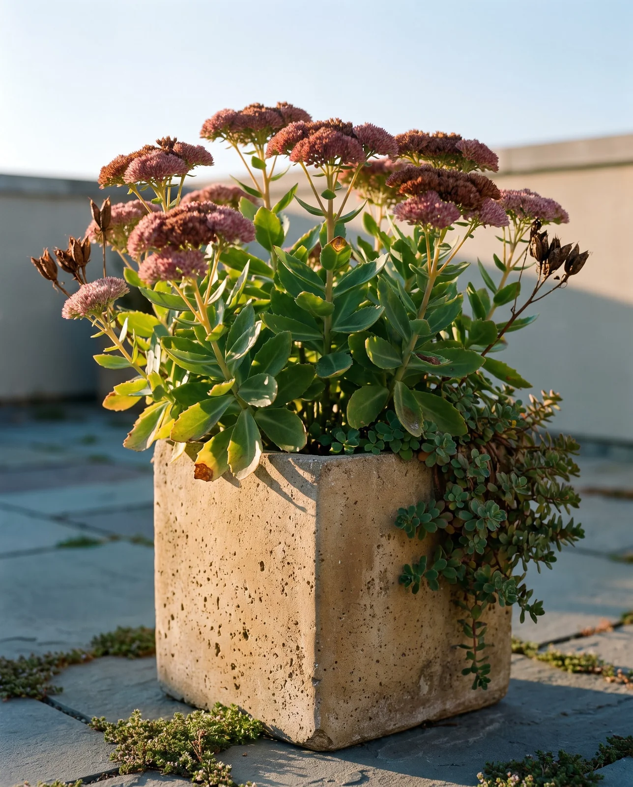 Sedum with succulent leaves and copper florets in concrete pot