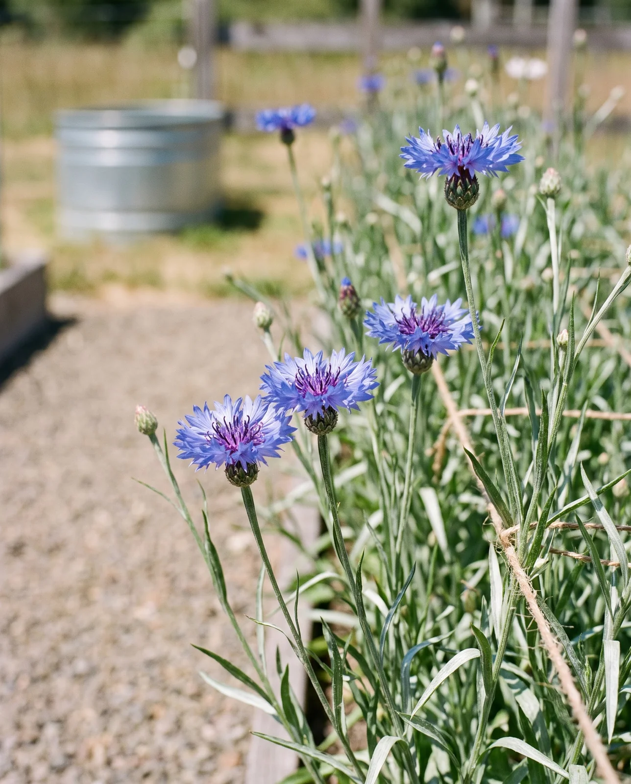 Blue cornflowers blooming along a gravel path in bright midday sun.