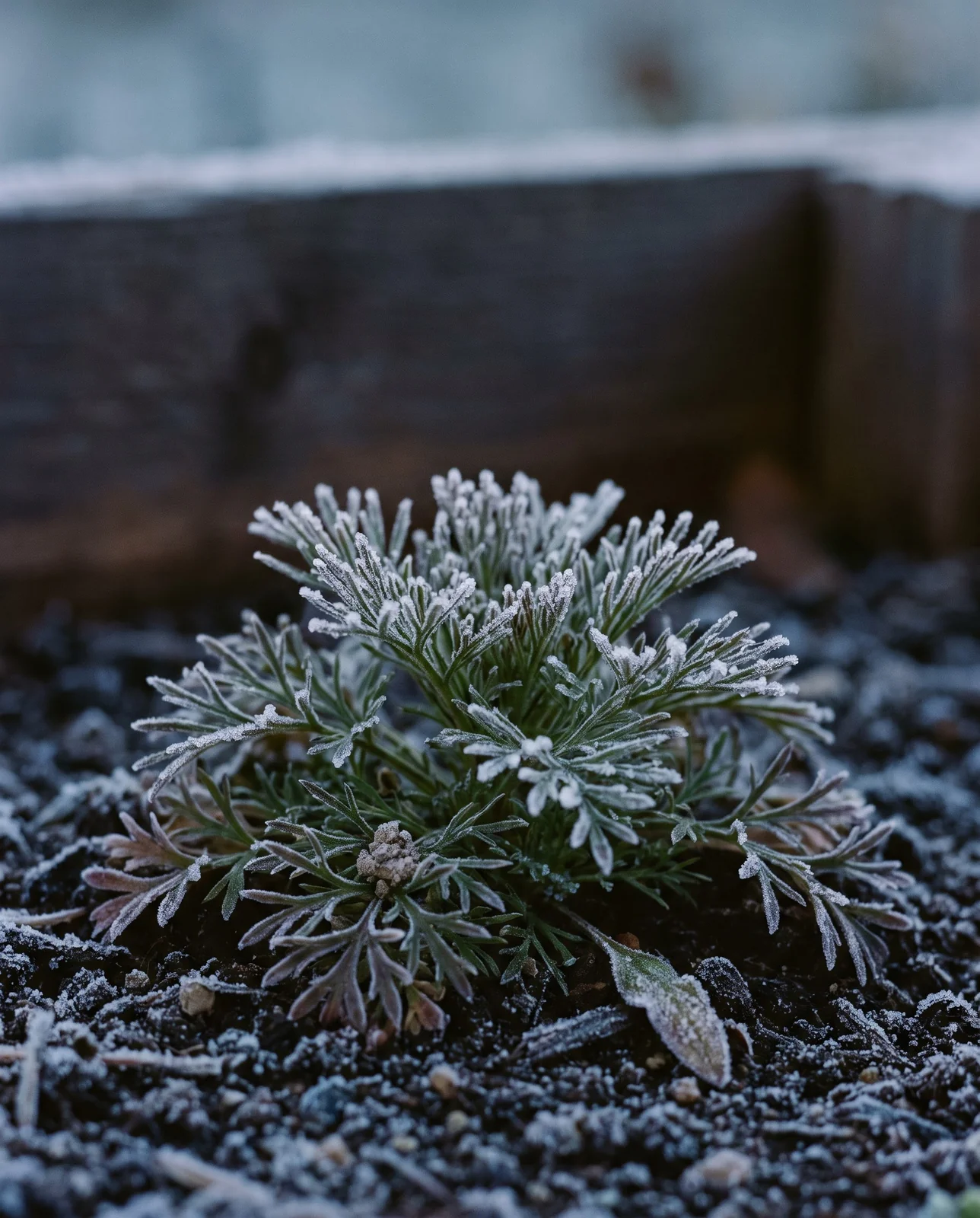 Feathery larkspur seedlings covered in light morning frost in autumn soil.