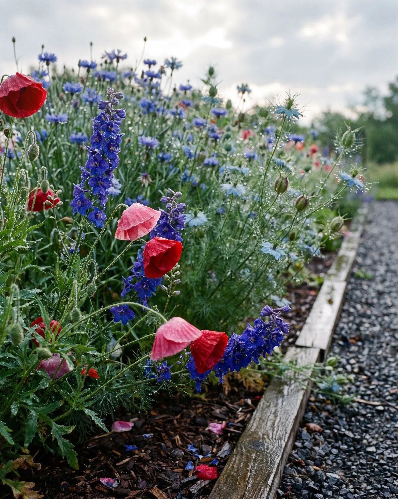 Mixed hardy annual flower bed glistening with raindrops along gravel pathway.