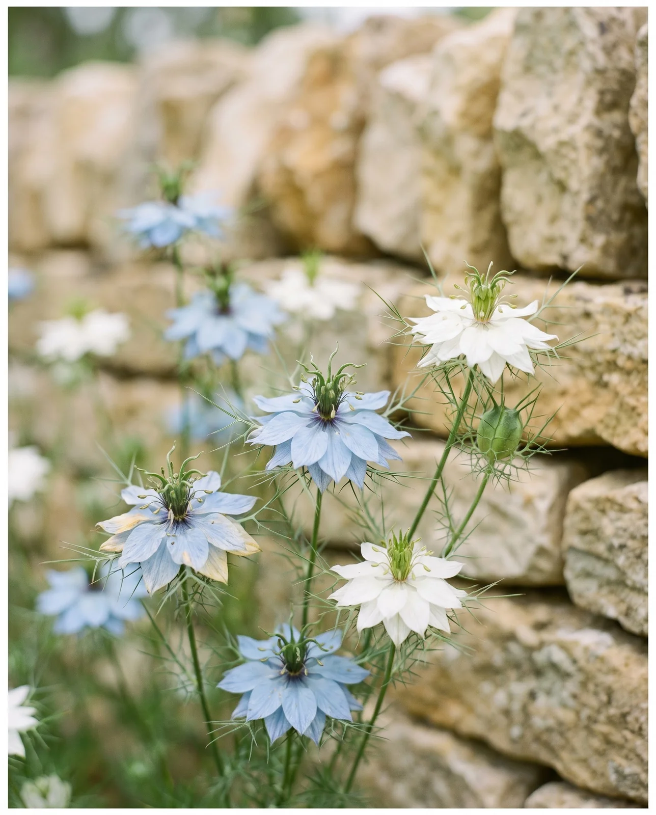 Pale blue love-in-a-mist blossoms nestled in lacy thread-like foliage.