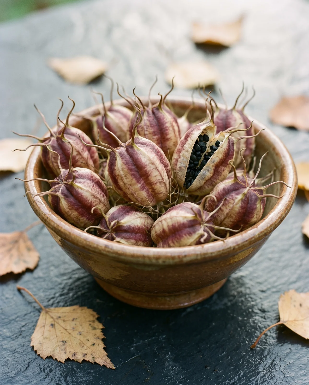 Striped balloon-shaped nigella seed pods arranged in a glazed ceramic bowl.