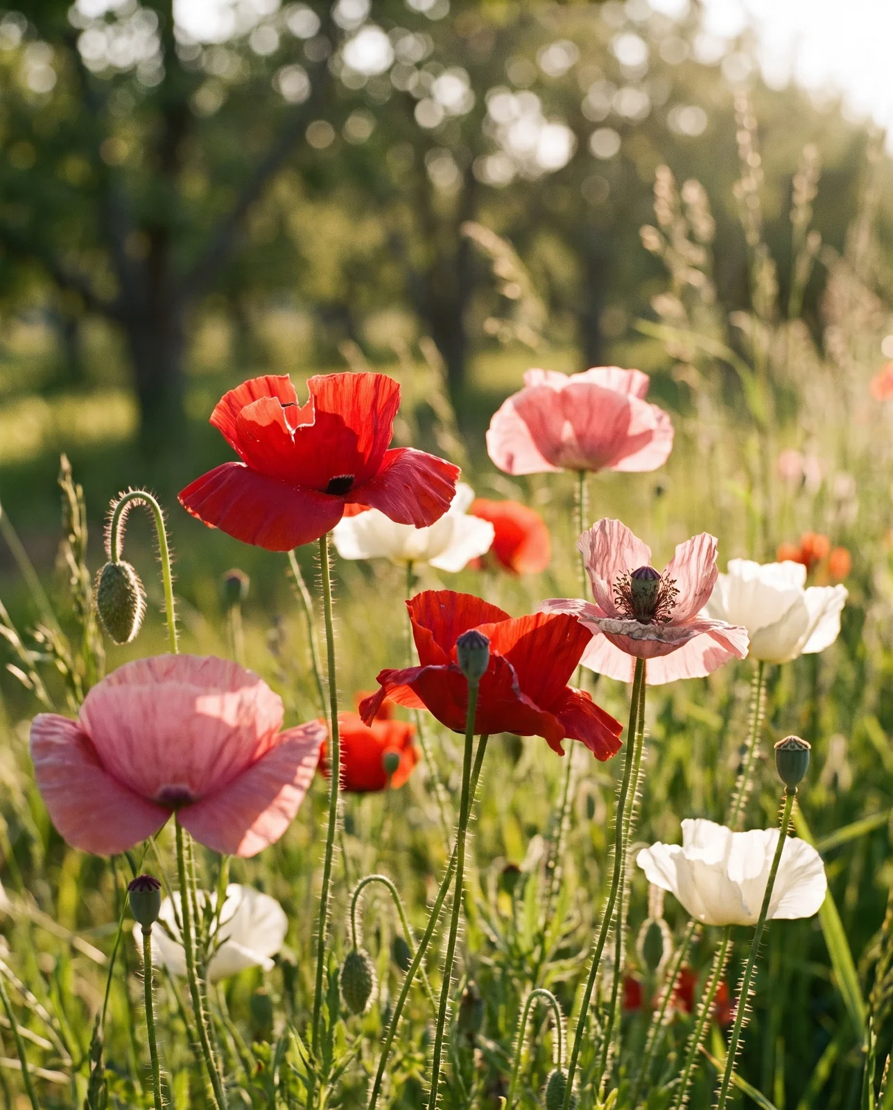 Corn poppies with tissue-thin petals backlit by golden evening sun.