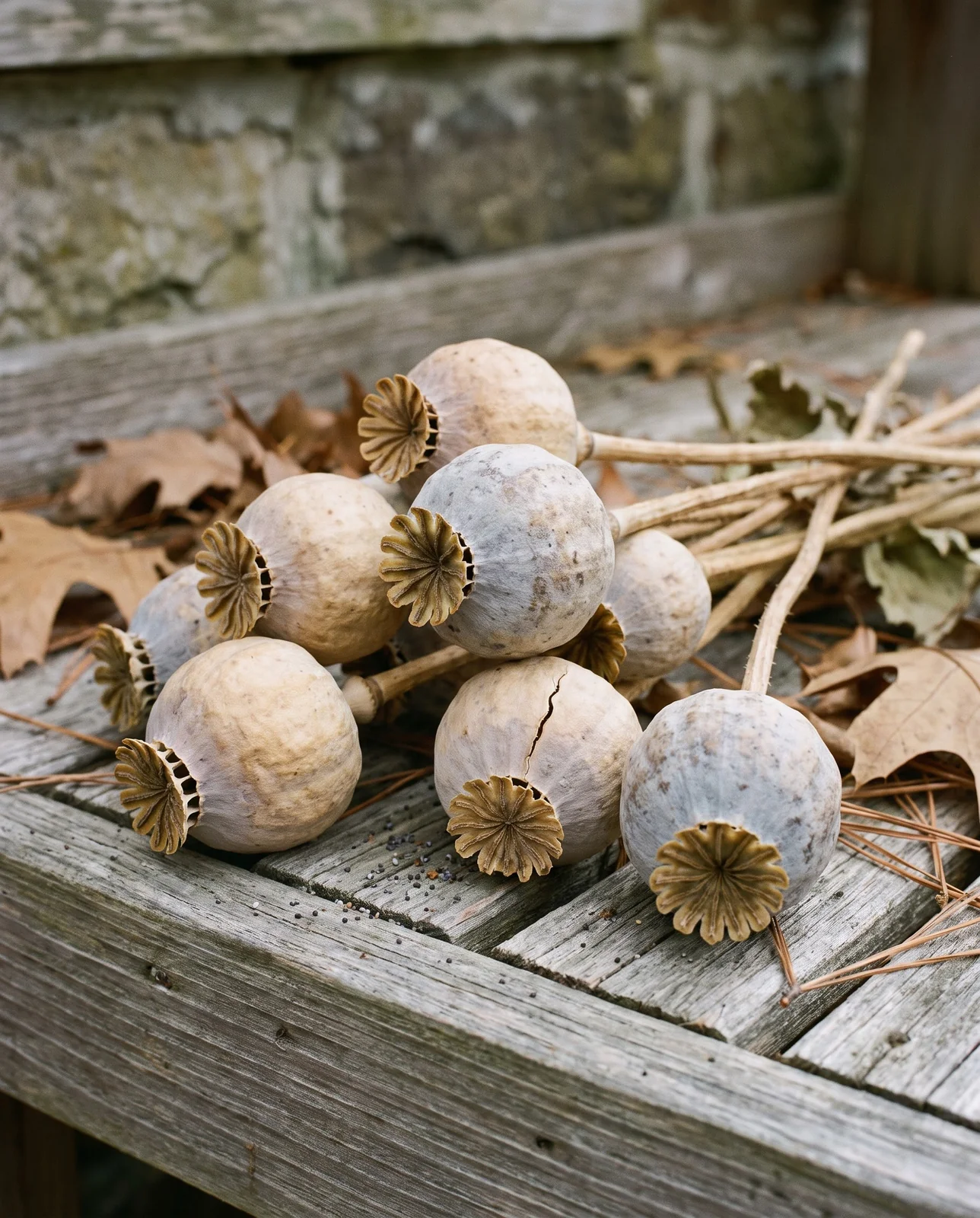 Dried poppy seed capsules resting on a weathered wooden garden bench.
