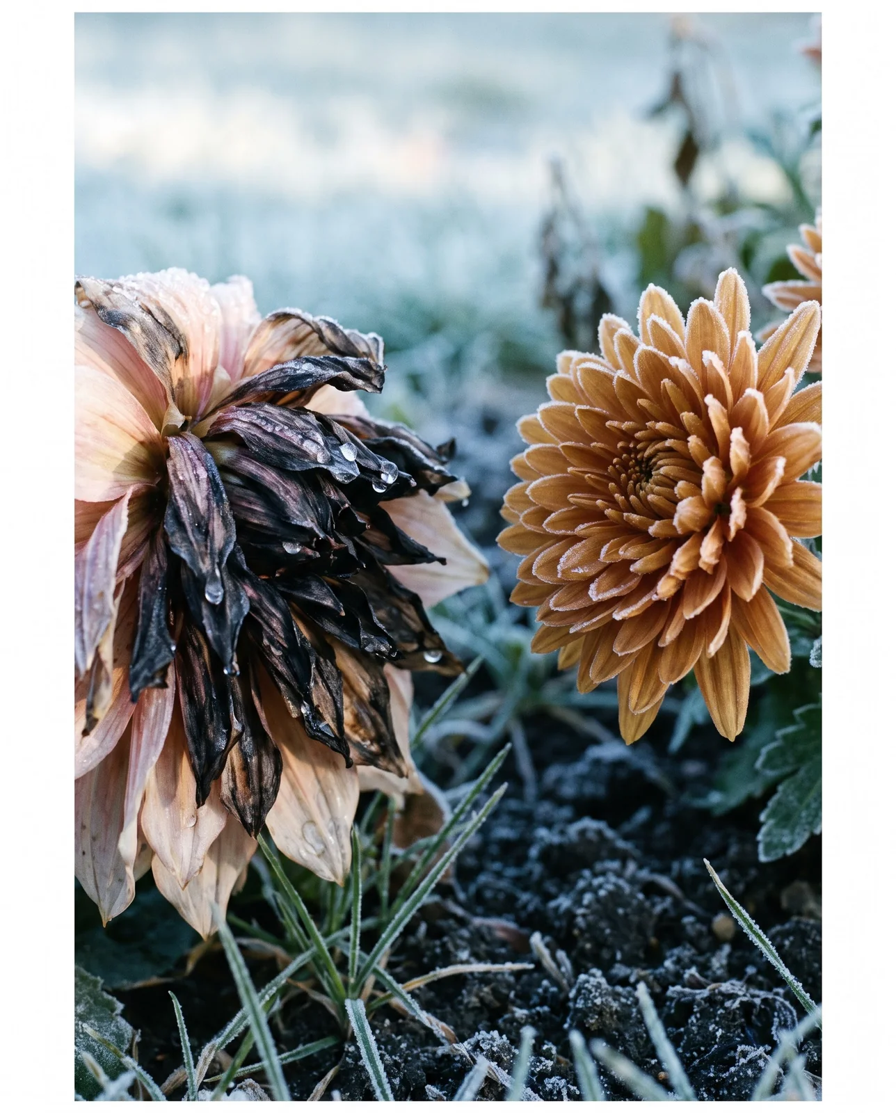 Frost-damaged dahlia bloom next to undamaged bronze chrysanthemum in cold garden