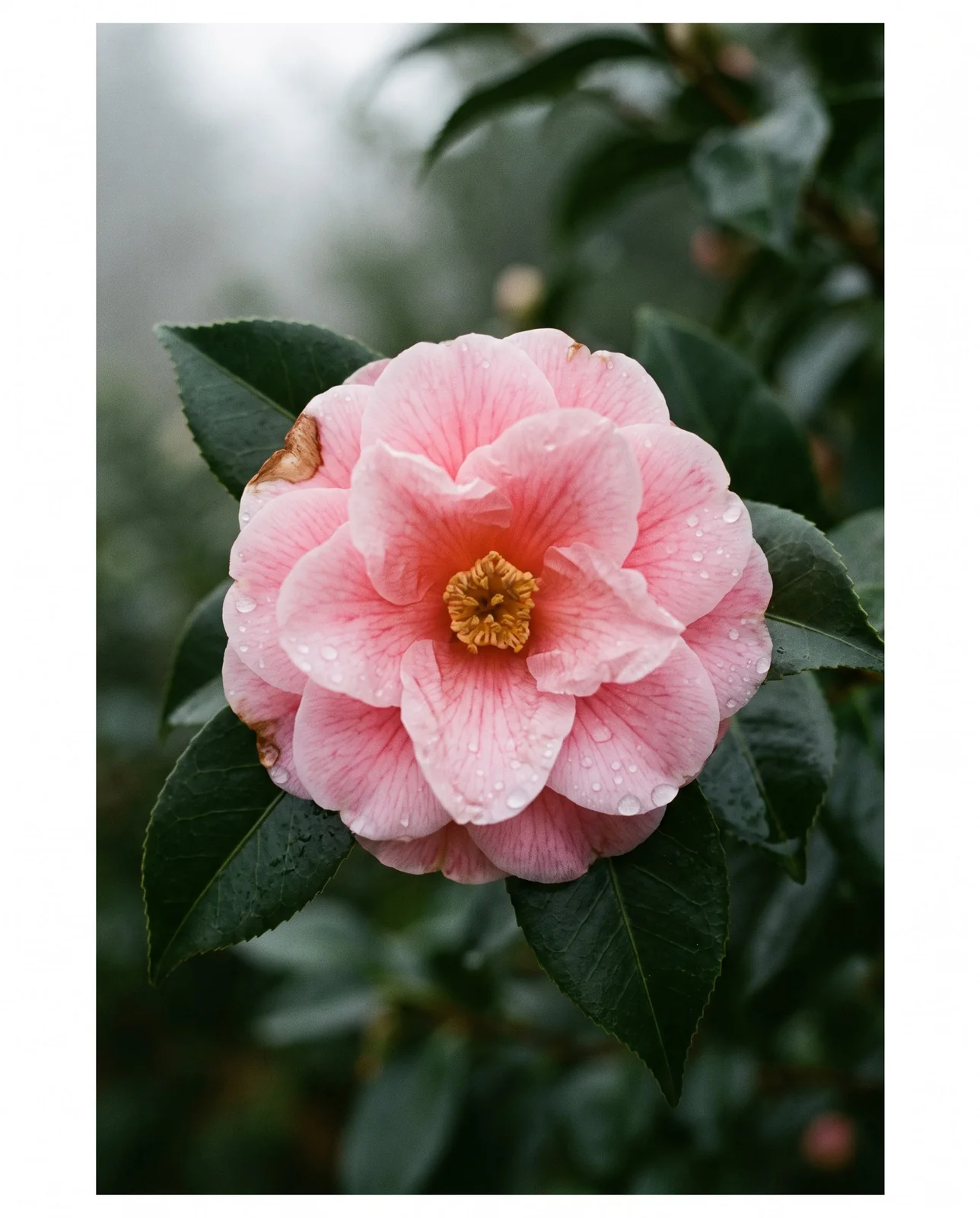 Pink camellia flower covered in dew droplets on misty morning