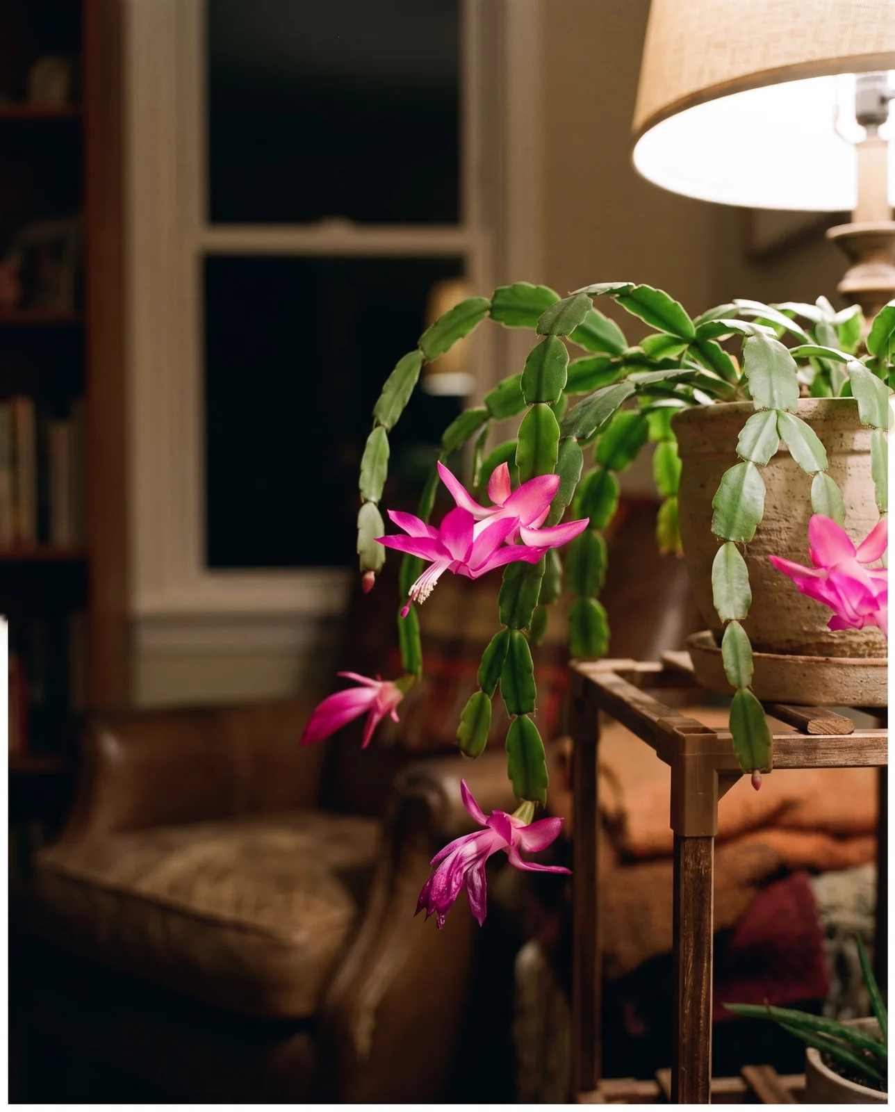 Pink Christmas cactus blooming in evening indoor lamp light