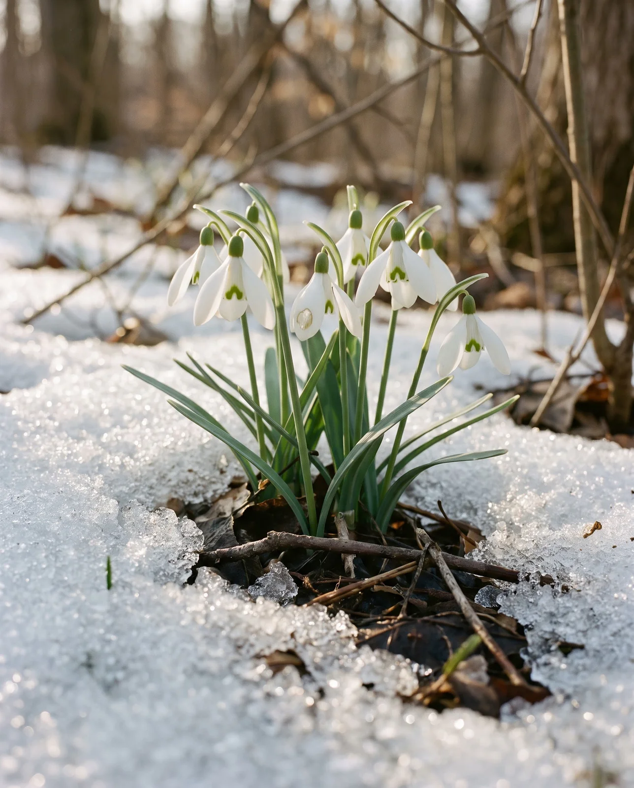 Snowdrops pushing through a cracked snow crust in late winter