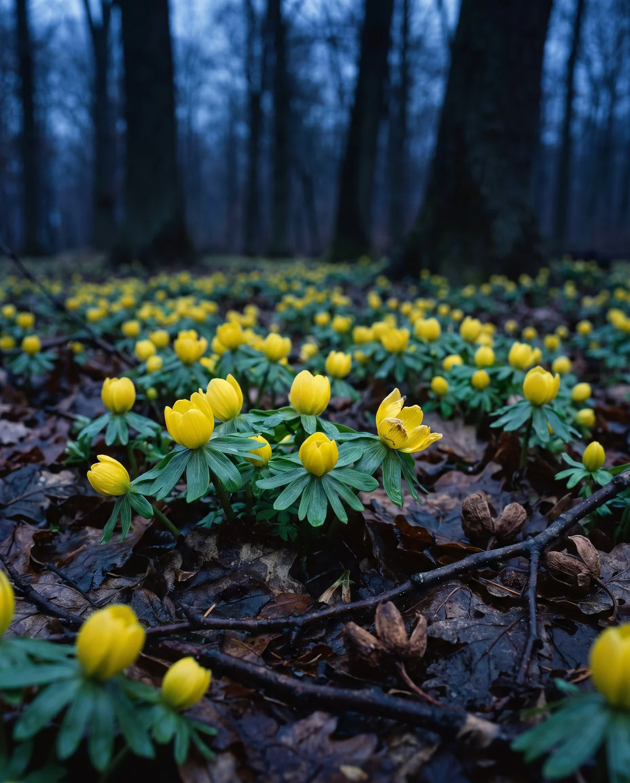 Carpet of yellow winter aconite flowers under bare winter trees