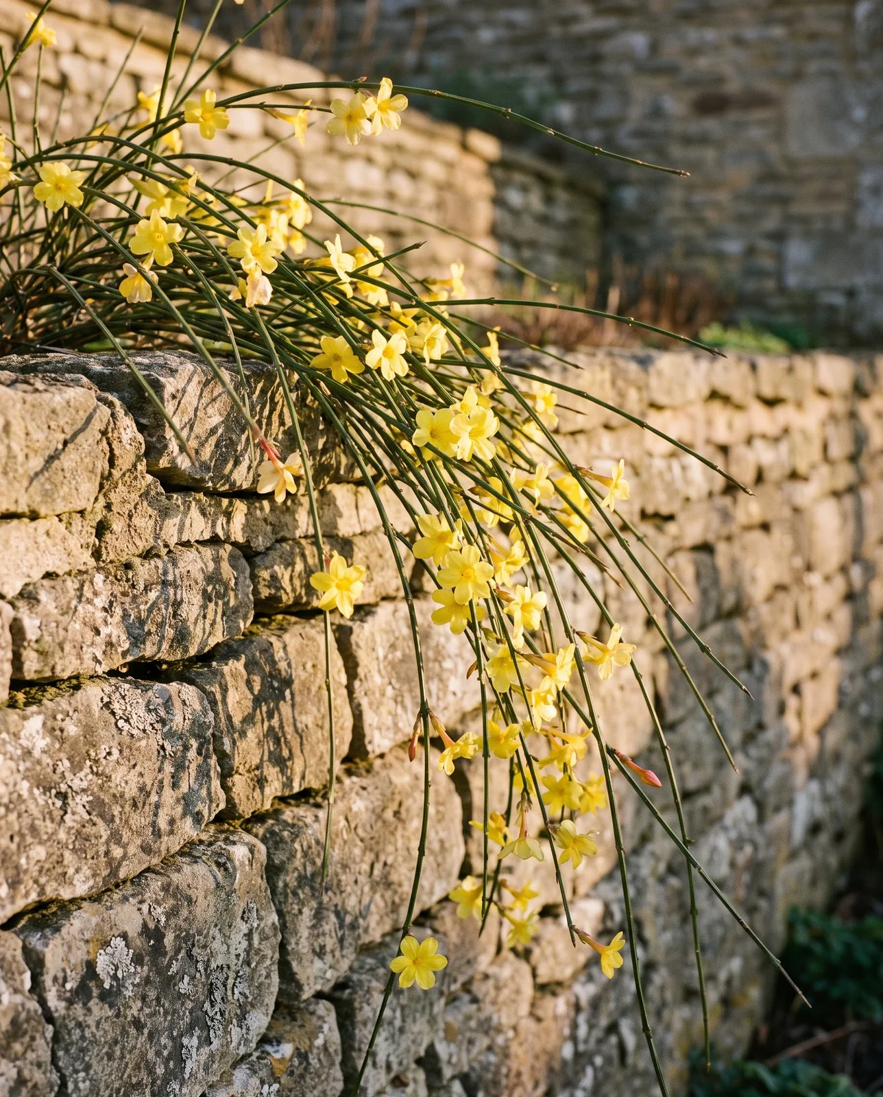 Yellow winter jasmine flowers cascading over a dry stone wall