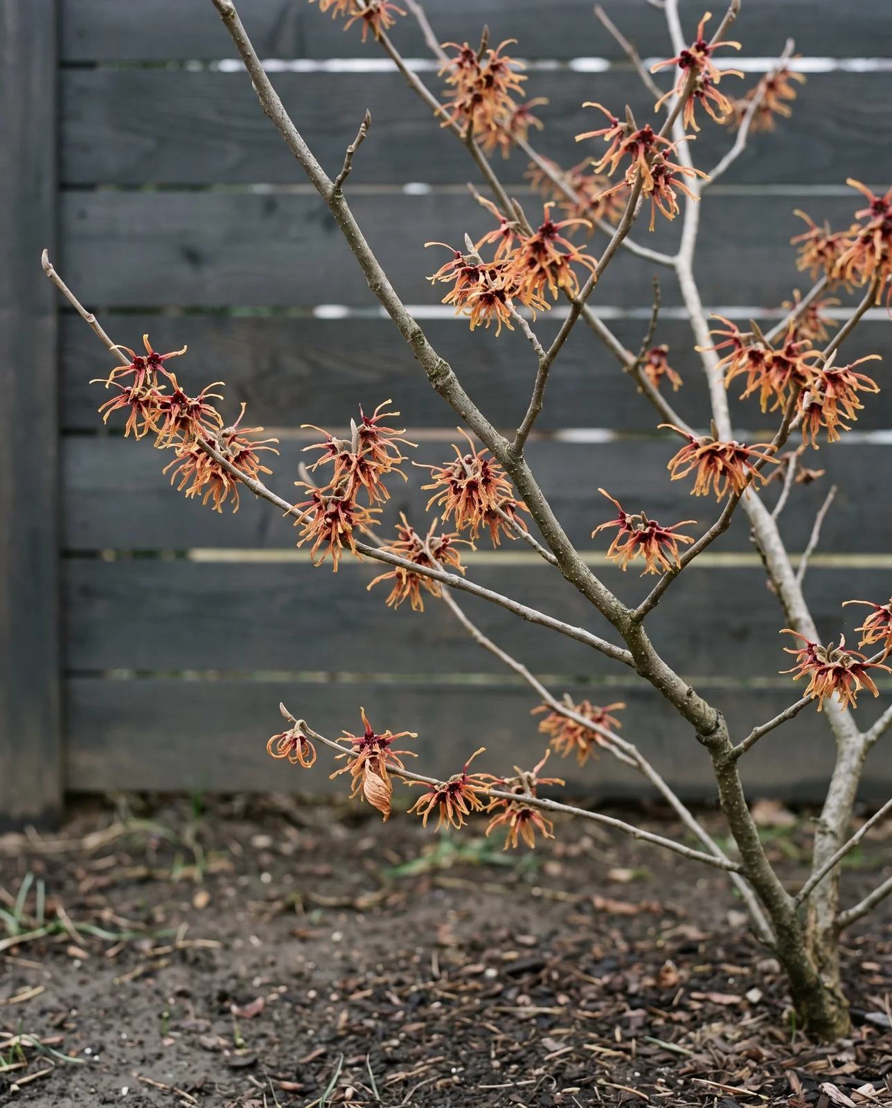 Spidery yellow witch hazel flowers blooming on bare winter branches
