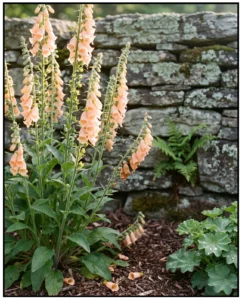 foxglove gallery apricot stone wall
