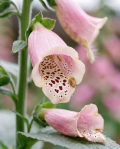 foxglove gallery throat spots macro