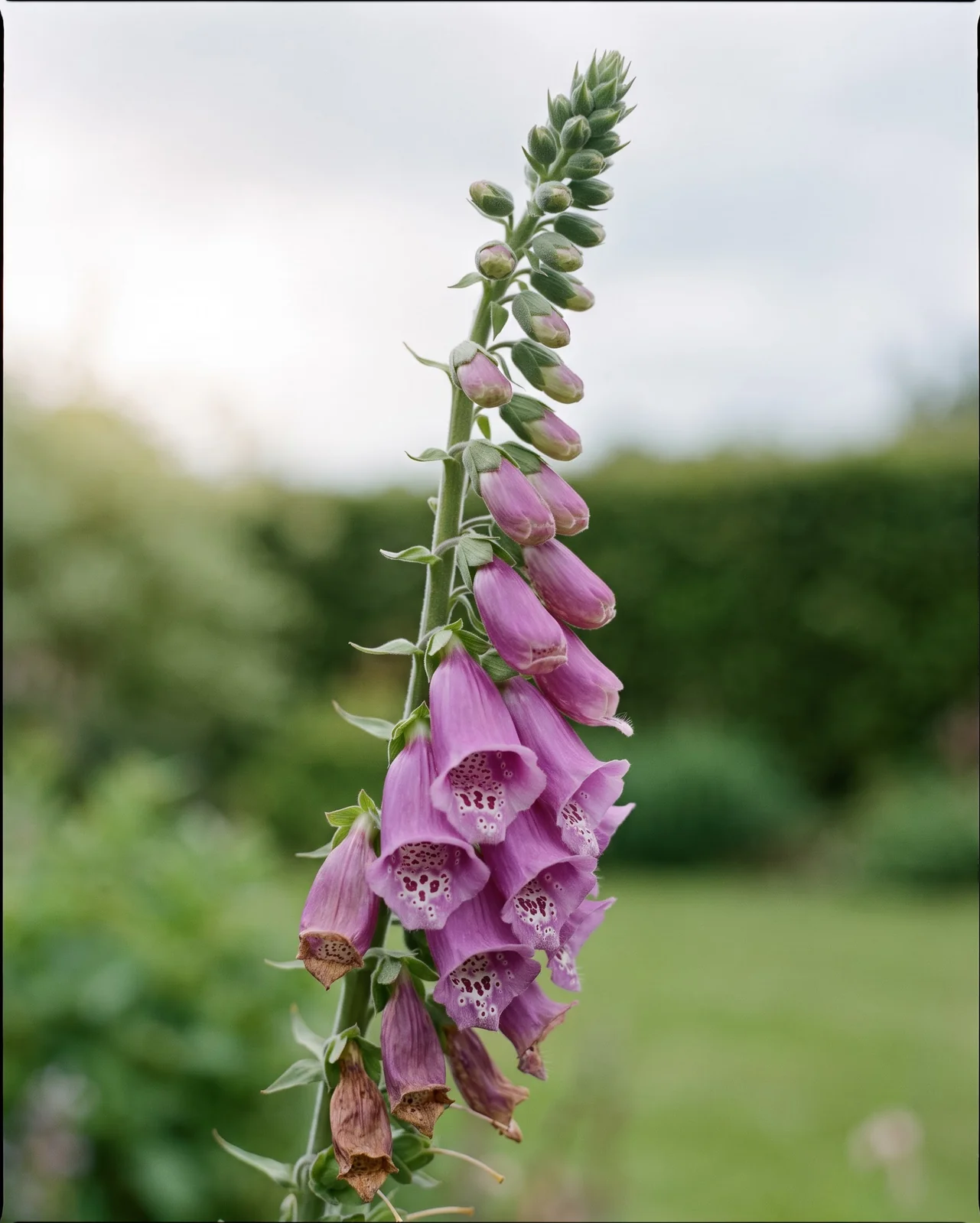 One foxglove spike showing open bells at the bottom, opening bells in the middle and tight buds at the tip
