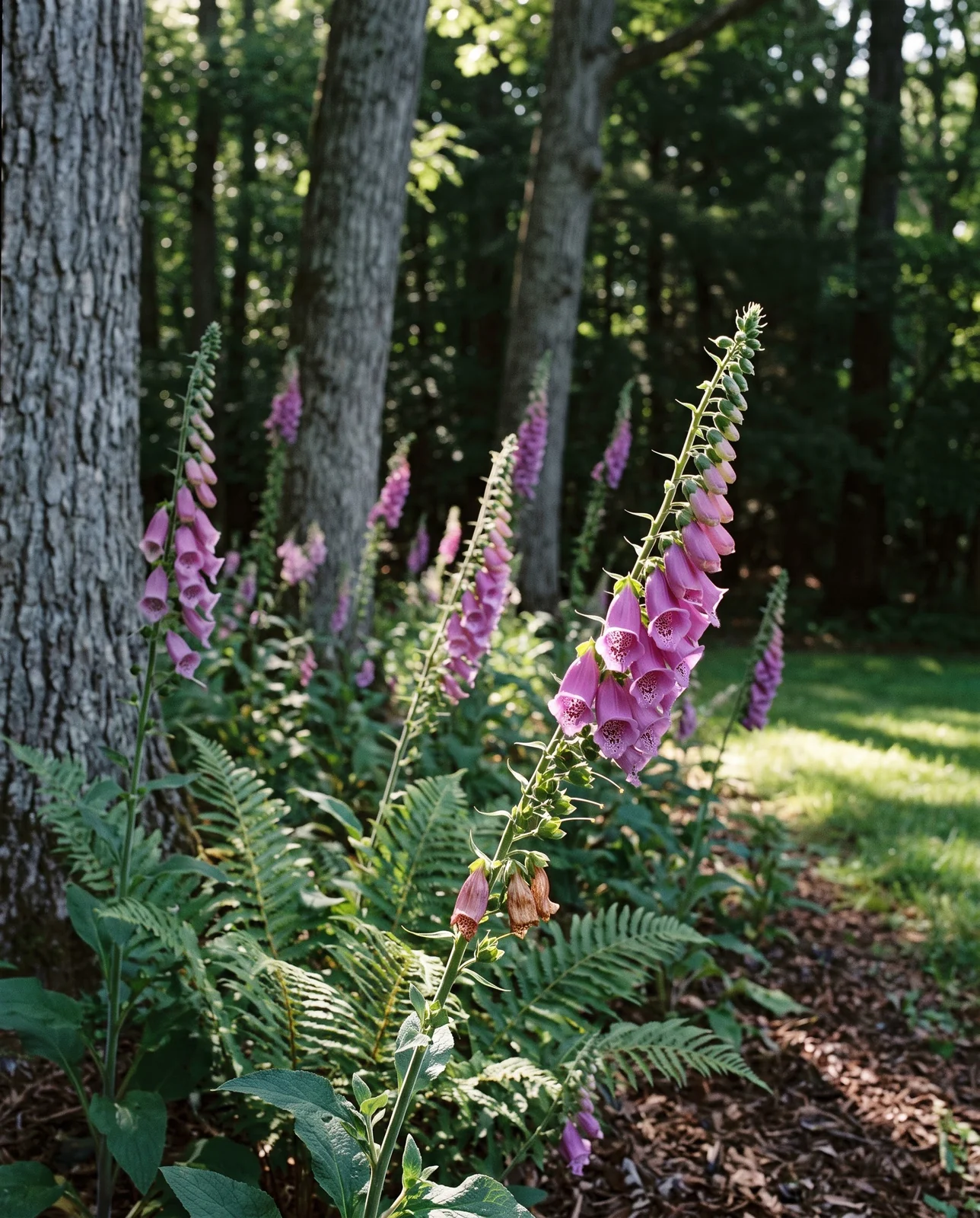 Foxgloves blooming in dappled light at a woodland edge with sun patches on the spikes and ferns below