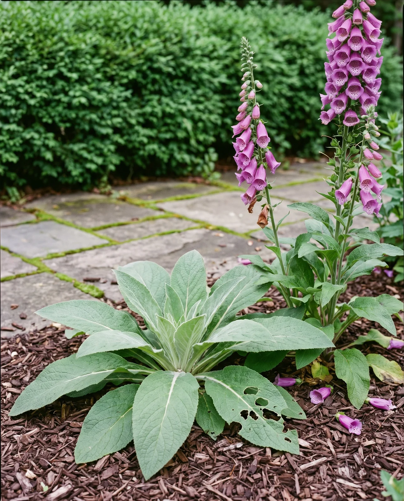 A big healthy foxglove rosette with no flower spike in mid-June beside neighbors in full bloom