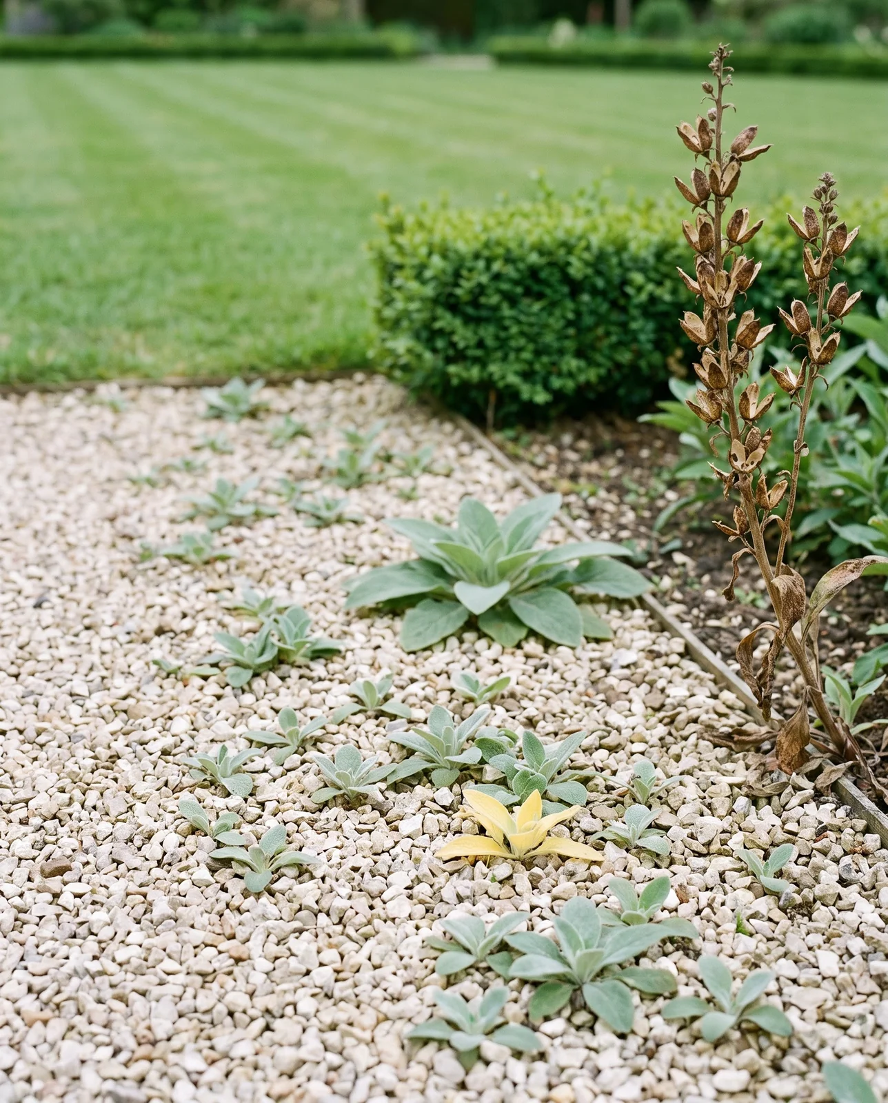 Dozens of self-sown foxglove seedlings sprouting in a gravel path below last year's dried spike