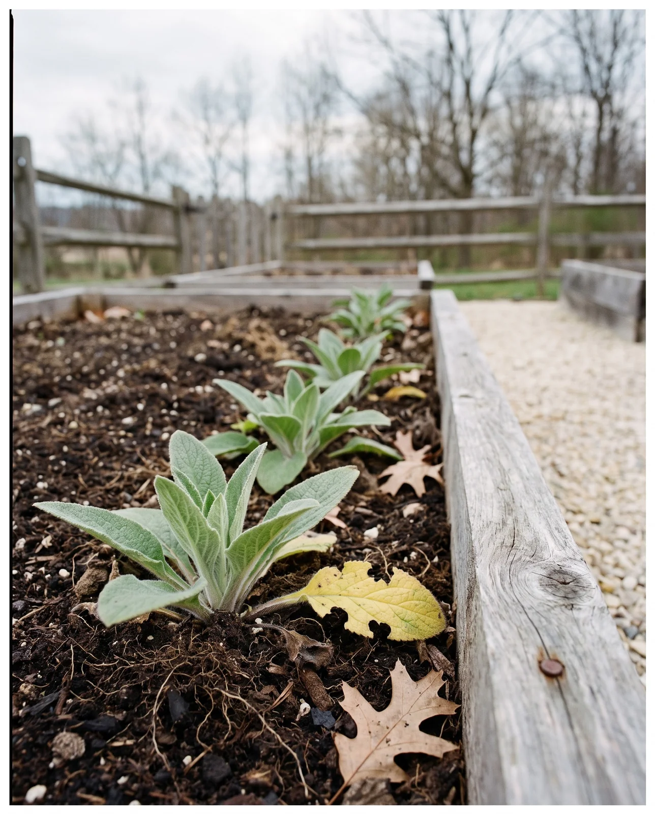 Young foxglove rosettes growing in dark loose soil in a cedar raised bed topped with leaf mold and compost