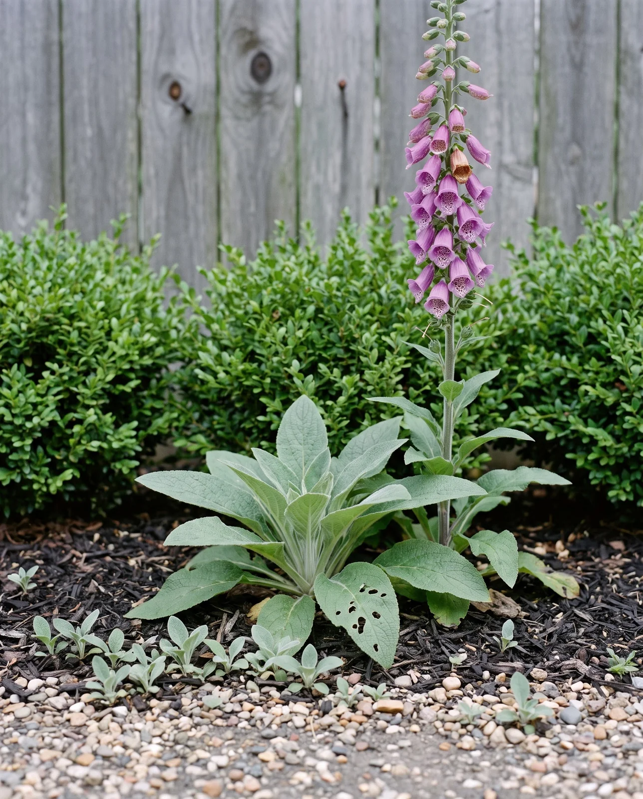 Three stages of foxglove in one bed: seedlings, a first-year rosette and a blooming second-year spike