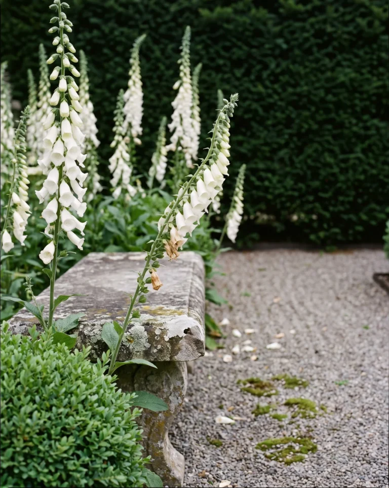 Pure white Alba foxgloves with unspotted throats blooming beside a grey stone bench in a garden