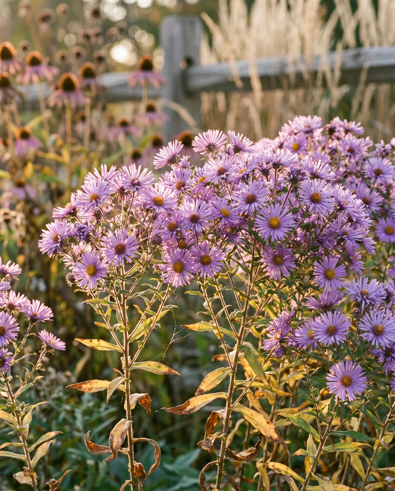 New England asters backlit by late-afternoon sun in perennial border.