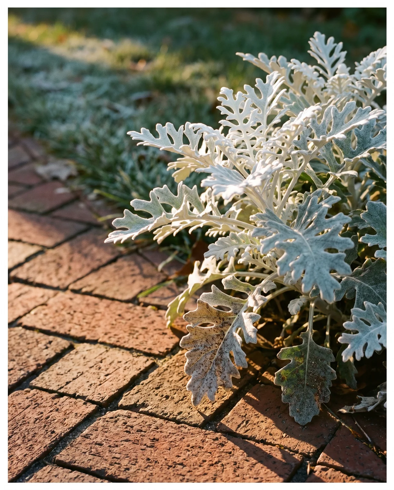 Dusty miller silver foliage edging a brick path in afternoon sun.