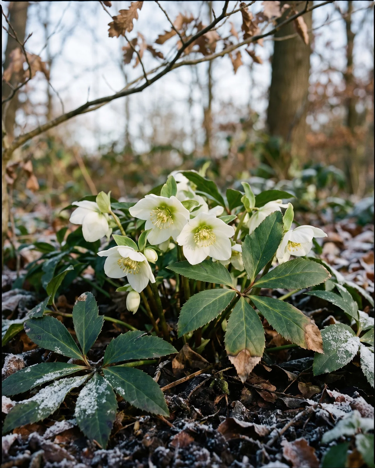White hellebore flowers blooming through frozen woodland leaf litter.