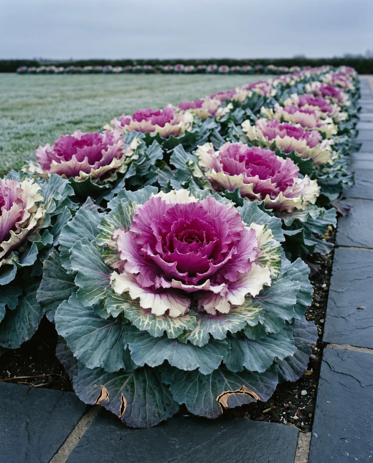 Ornamental kale rosettes with magenta centers in frosty garden bed.