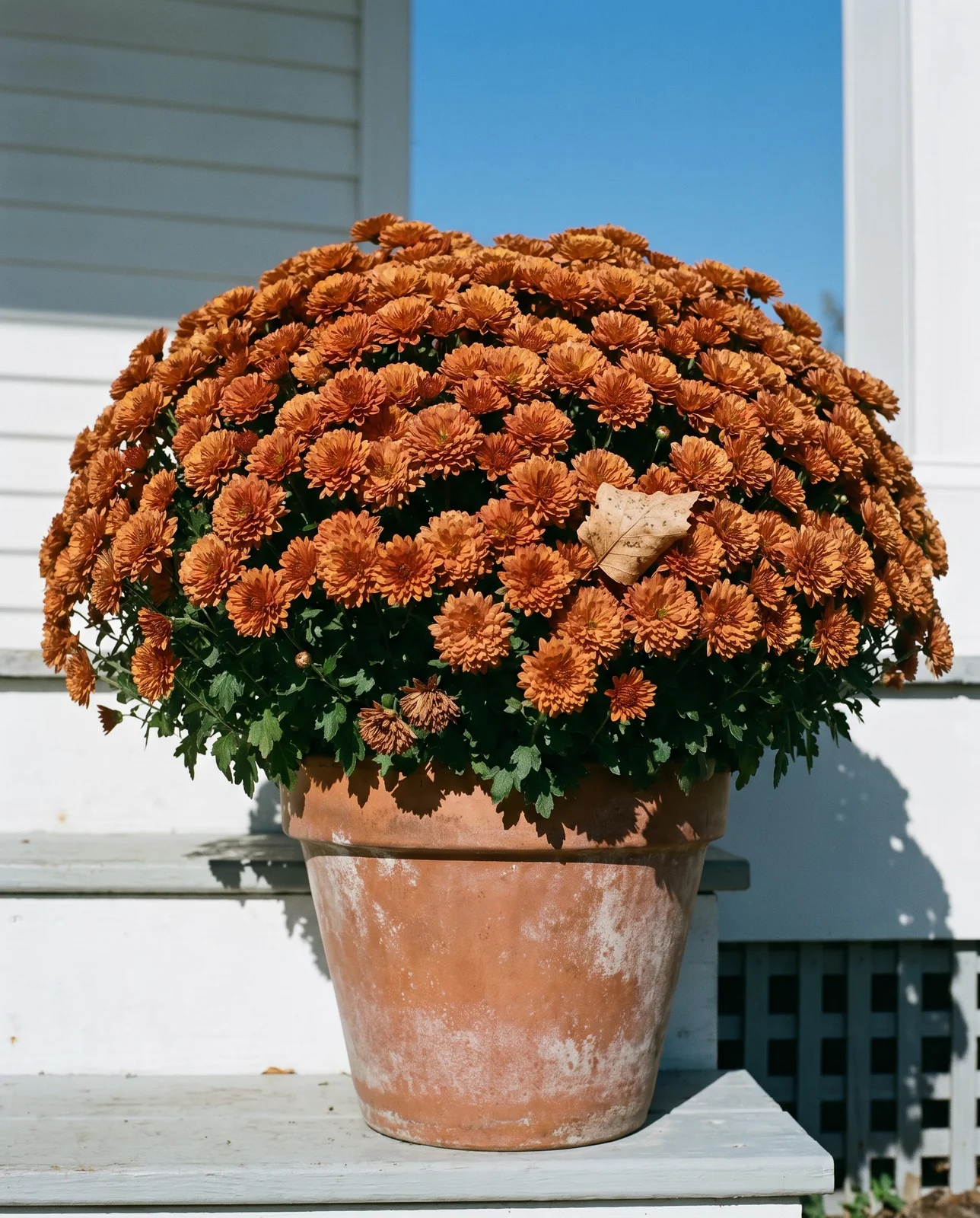 Potted bronze garden mum on white wooden porch steps in sunlight.