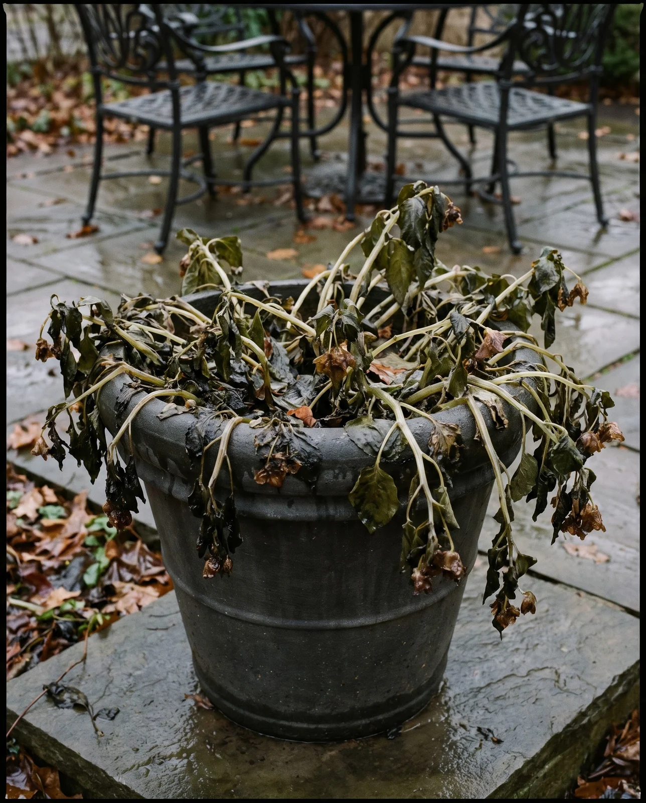 Freeze-damaged blackened impatiens and begonia foliage in a patio planter.