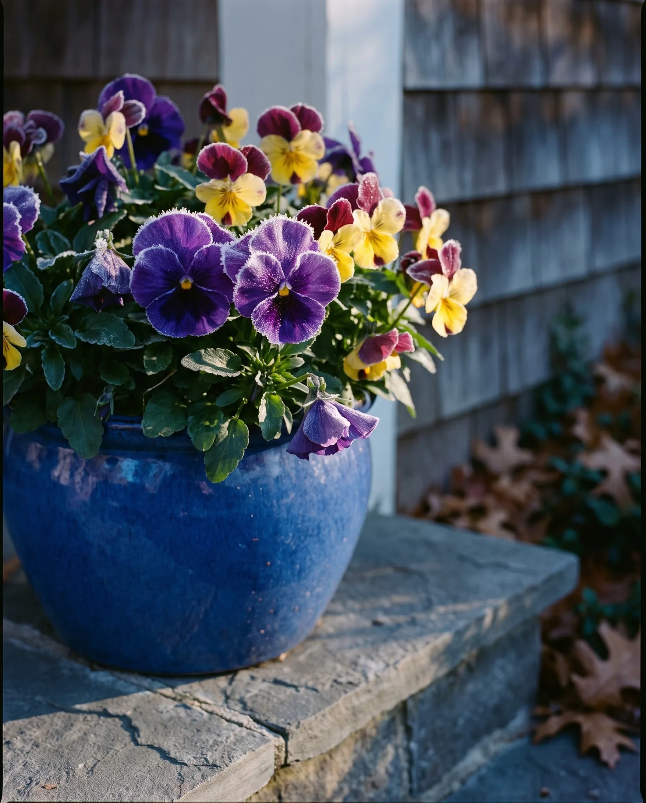 Pansies and violas in a glazed pot with frost on petals.