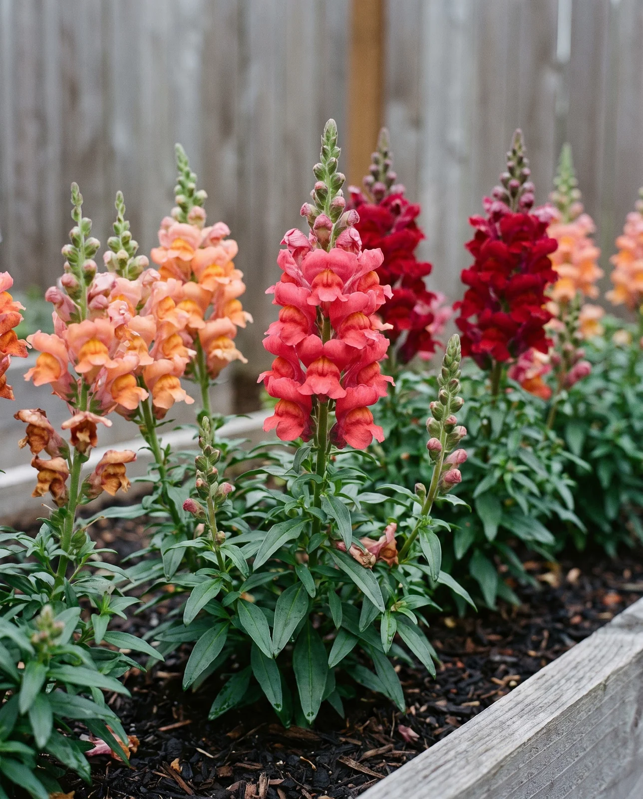 Snapdragon flower spikes with slight cold chill in a raised bed.