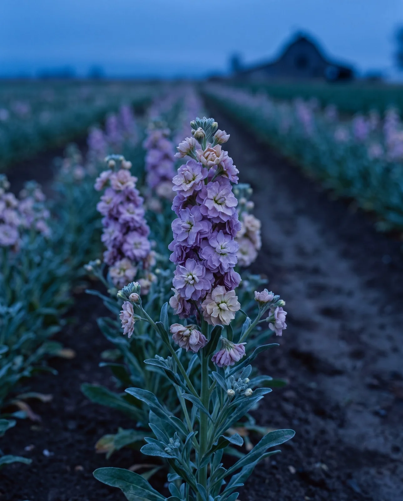 Annual stock flower spikes in a cutting garden at blue dawn.