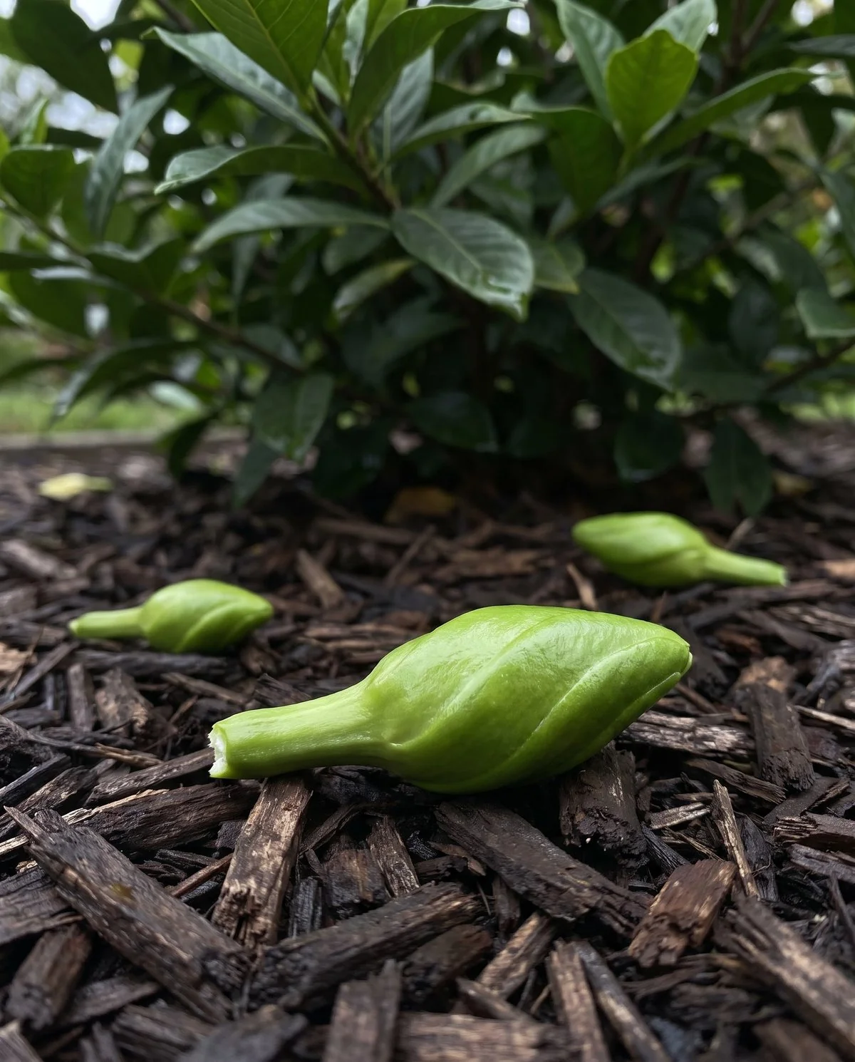 A green unopened gardenia bud lying on the soil, its surface unmarked, with more buds on the stem above