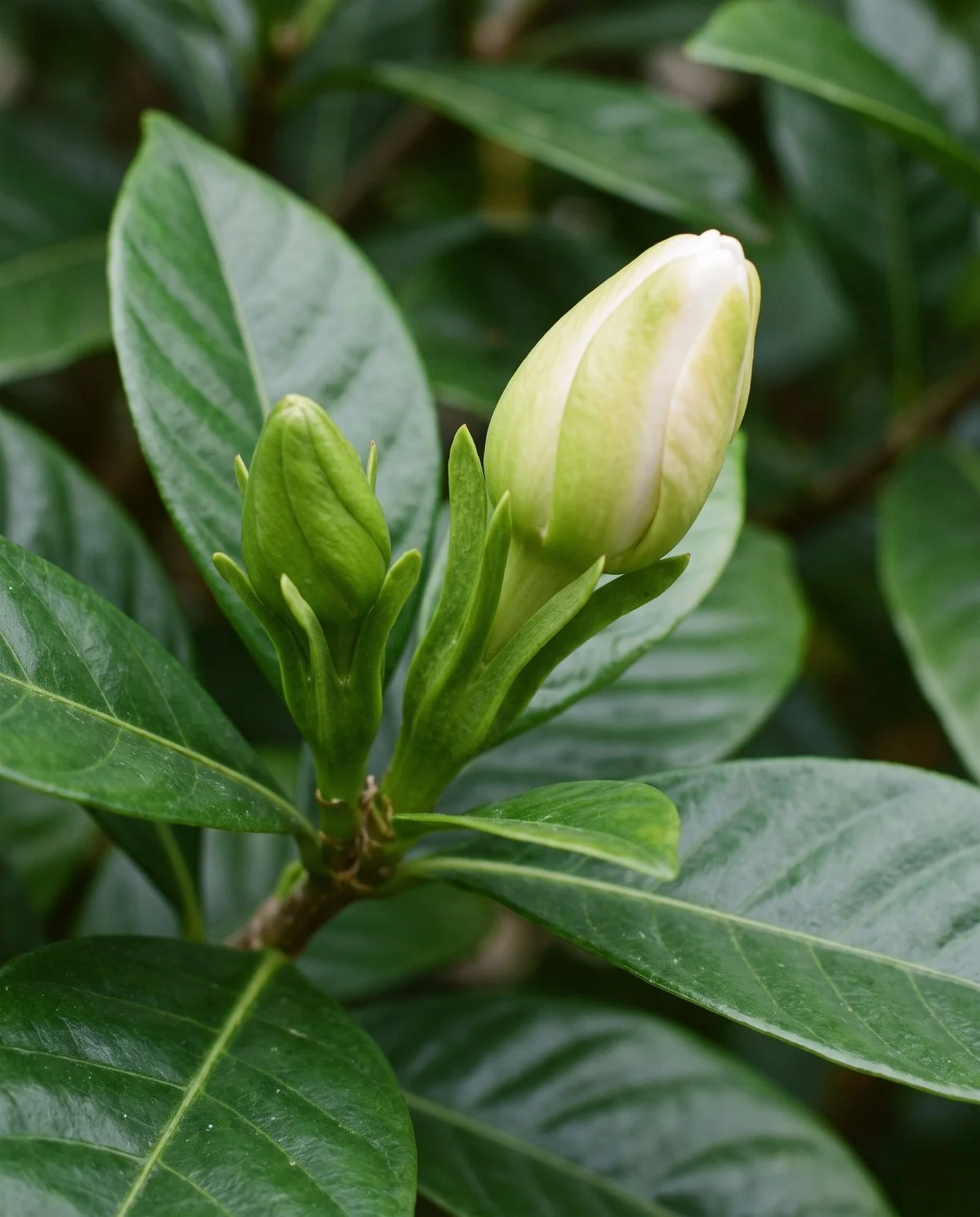 A gardenia stem with two firm green buds attached, one beginning to swell and pale toward opening