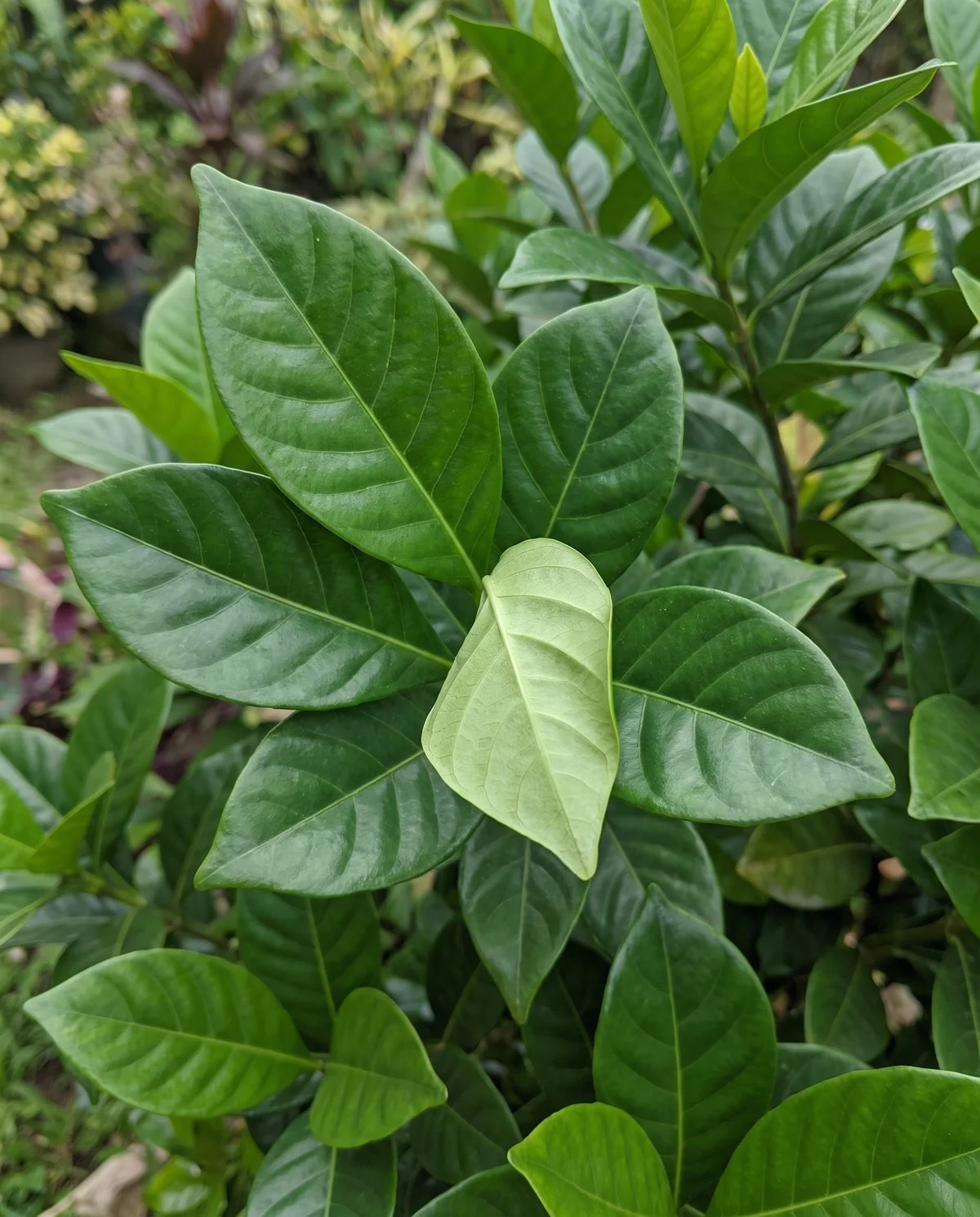 Healthy gardenia foliage, glossy dark green and completely clean with no film or residue